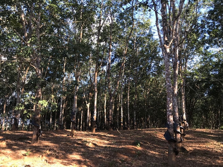 Nhiều vườn cao su do bộ đội và đồng bào chăm sóc, khai thác góp phần đem lại sự no ấm, ổn định trên cao nguyên. Nhiều vườn cao su do bộ đội và đồng bào chăm sóc, khai thác góp phần đem lại sự no ấm, ổn định trên cao nguyên.