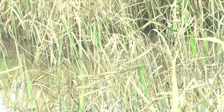 Nhiều diện tích lúa nước ở huyện Lắk bị khô cây, lép hạt sau khi bị ngập úng.