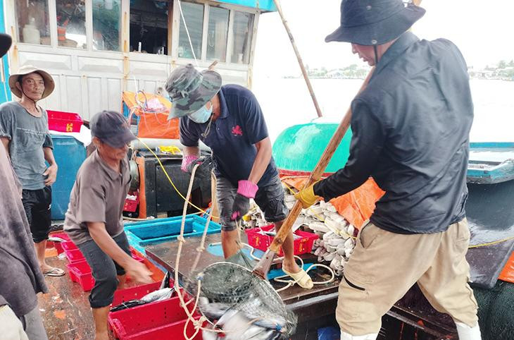 Ngư dân huyện Núi Thành nhanh chóng vào bờ để bán hải sản và trú bão.