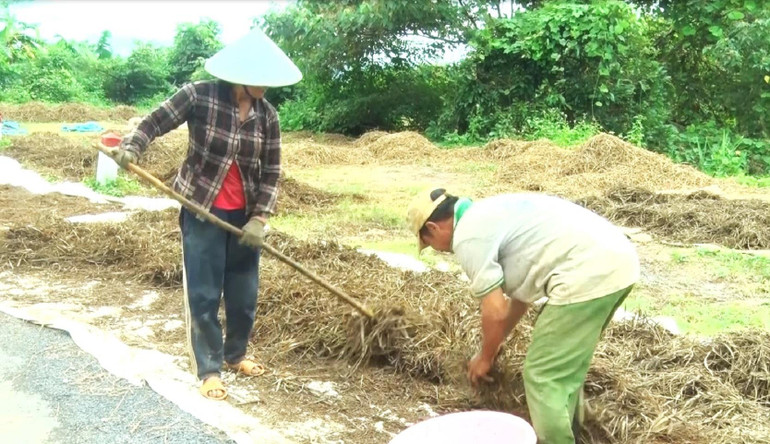 Sau khi nước lũ rút, xót của nên nông dân huyện Lắk đi thu gom những diện tích lúa còn sót lại mang về chủ yếu để phục vụ chăn nuôi, mong vớt vát được chút nào hay chút đó.