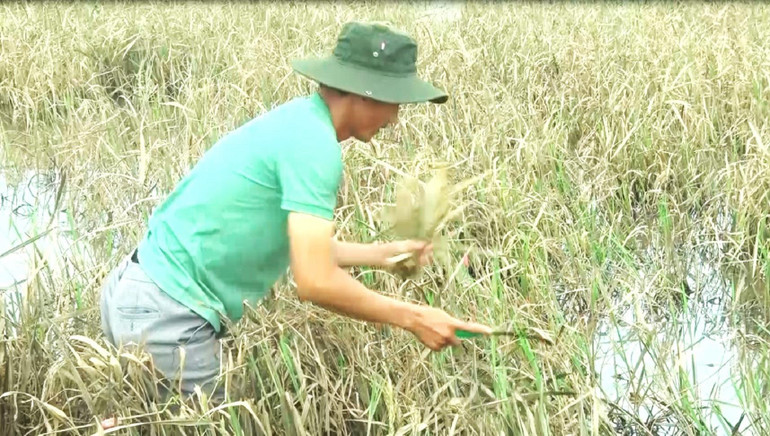 Sau khi nước lũ rút, người nông dân ở xã Buôn Tría, huyện Lắk thu gặt những diện tích còn sót lại để phục vụ chăn nuôi.