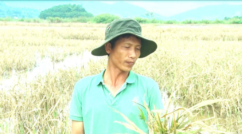 Ông Nguyễn Xuân Hoàng ở xã Buôn Tría, huyện Lắk buồn rầu bên 3 ha lúa nước của gia đình bị lũ lụt làm hư hại.