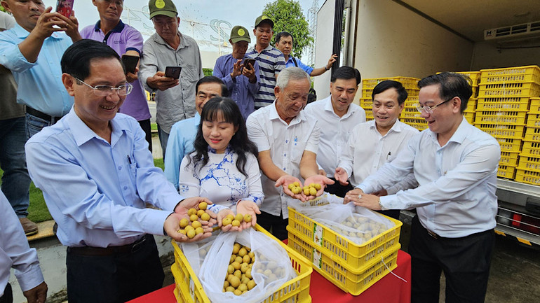 Trái thanh nhãn của nông dân huyện Cờ Đỏ đạt tiêu chuẩn xuất khẩu sang Mỹ.