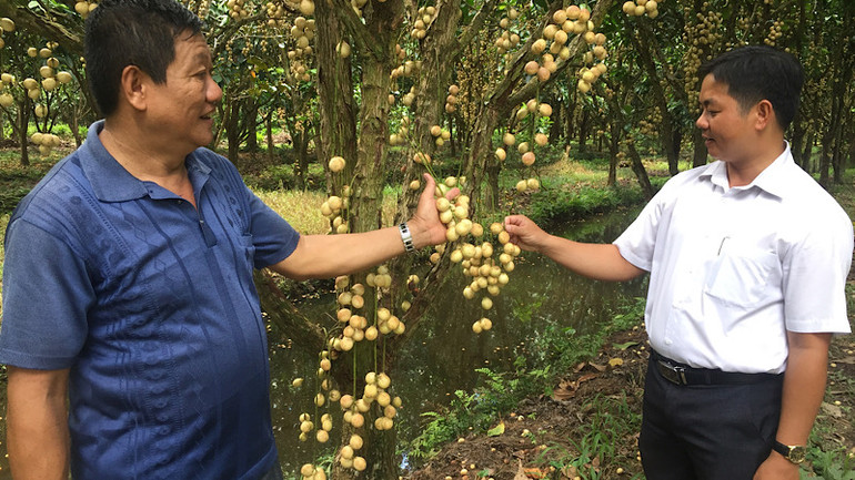 Cán bộ Trạm Khuyến nông huyện Phong Điền hỗ trợ kỹ thuật nông dân trồng dâu Hạ Châu. Cán bộ Trạm Khuyến nông huyện Phong Điền hỗ trợ kỹ thuật nông dân trồng dâu Hạ Châu.