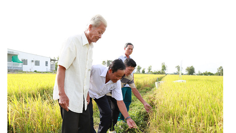 Nông dân tham quan thực nghiệm mô hình canh tác lúa thông minh. Nông dân tham quan thực nghiệm mô hình canh tác lúa thông minh.