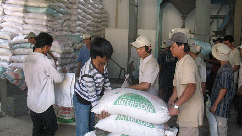 Doanh nghiệp thành Cần Thơ chuẩn bị nguồn lúa gạo cho xuất khẩu.