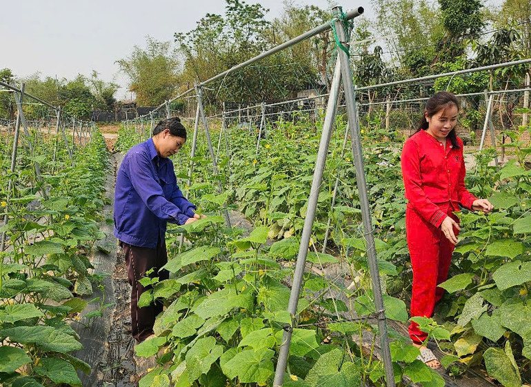 Xuân về trên những vườn cây trái, dược liệu của vùng đất cổ ven đô Mai Lâm. Xuân về trên những vườn cây trái, dược liệu của vùng đất cổ ven đô Mai Lâm.
