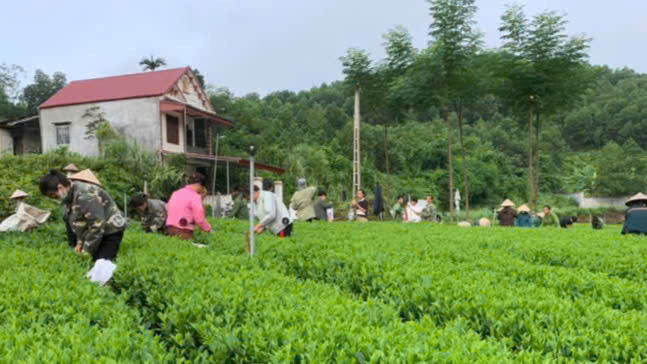 Người dân xóm Khe Mong, xã Văn Lăng, huyện Đồng Hỷ phát triển mô hình sản xuất chè để tăng thu nhập, đẩy mạnh giảm nghèo.