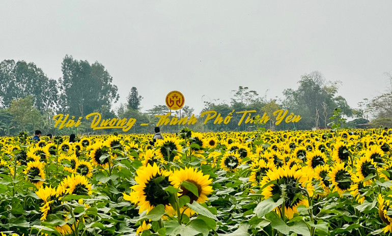 Vườn hoa hướng dương ở thành phố Hải Dương khoe sắc.
