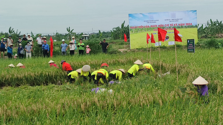 Các đội thi gặt lúa hữu cơ tại Lễ hội lúa rươi huyện Tứ Kỳ. Các đội thi gặt lúa hữu cơ tại Lễ hội lúa rươi huyện Tứ Kỳ.