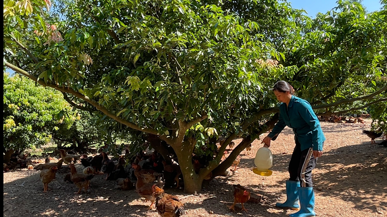 Mất mùa vải, nhãn, nông dân xã Hoàng Hoa Thám tập trung chăm sóc gà đồi. Mất mùa vải, nhãn, nông dân xã Hoàng Hoa Thám tập trung chăm sóc gà đồi.
