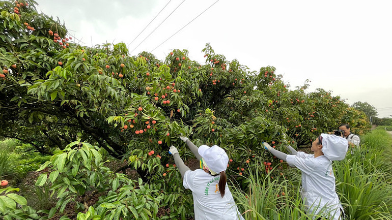 Thu hái vải thiều ở xã Thanh Xá.