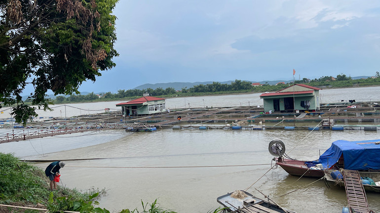 Gia cố lồng bè nuôi cá trên sông Thái Bình để phòng chống lũ.