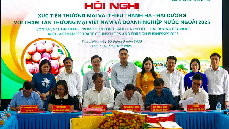 Các doanh nghiệp ký cam kết tiêu thụ vải thiều với các hợp tác xã ở Thanh Hà.