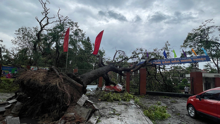 Cây cổ thụ trước cổng Trung tâm Văn hóa nghệ thuật Hải Dương bị bật gốc.