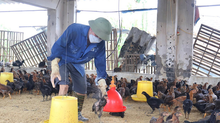 Các hộ nuôi gia cầm tại Hải Dương chú trọng chăm sóc đàn gia cầm sau bão số 3.