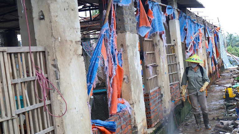 Tiêu độc khử trùng cho chuồng trại chăn nuôi ở huyện Kim Thành.