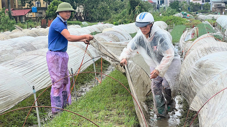 Nông dân huyện Thanh Miện khẩn trương khắc phục thiệt hại sau bão số 3 ở cánh đồng xã Phạm Kha.