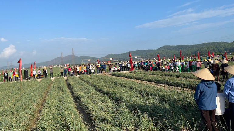 Nhân dân háo hức chờ đón Lễ hội thu hoạch hành. Nhân dân háo hức chờ đón Lễ hội thu hoạch hành.