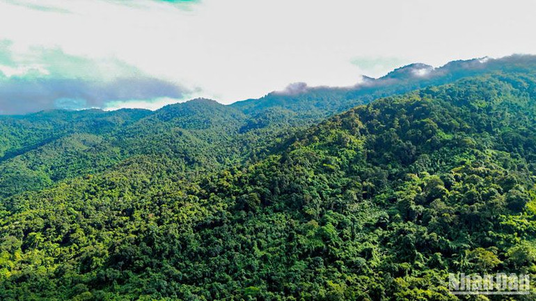 Độ che phủ Vườn quốc gia Tà Đùng lên tới 85% diện tích vùng lõi, rừng nguyên sinh hơn 48% và hơn 36% rừng thứ sinh các loại.