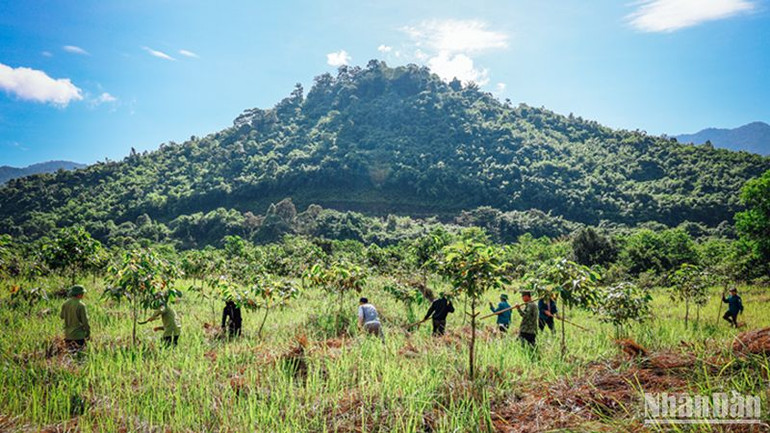 Từ nguồn kinh phí trồng rừng thay thế, hỗ trợ của các tổ chức, Vườn quốc gia Tà Đùng đã tổ triển khai trồng rừng phân tán và cây xanh phân tán trên diện tích vườn quốc gia và các xã vùng đệm với hàng trăm ha mỗi năm.