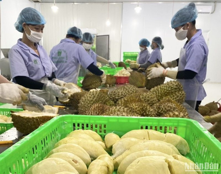 Thị trường xuất khẩu mở rộng đến 35 quốc gia, vùng lãnh thổ. Kim ngạch xuất khẩu hàng hóa giai đoạn 2004-2023 đạt gần 12 tỷ USD, trong đó riêng năm 2023 đạt gần 900 triệu USD, tăng 17,7 lần so với năm 2004.