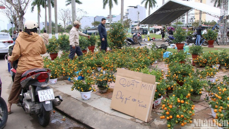 Nhiều tiểu thương bán hoa tại Chợ hoa Tết Đà Nẵng hạ giá nhưng thưa vắng khách mua. (Ảnh: ANH ĐÀO)
