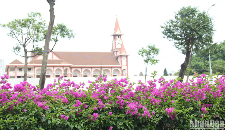 Một góc hoa giấy.