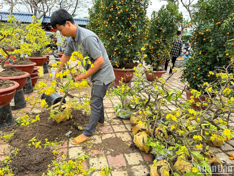 Các chủ vườn mai tháo chậu, quấn gốc mai để vận chuyển về quê trưa 30 Tết. (Ảnh: ANH ĐÀO)