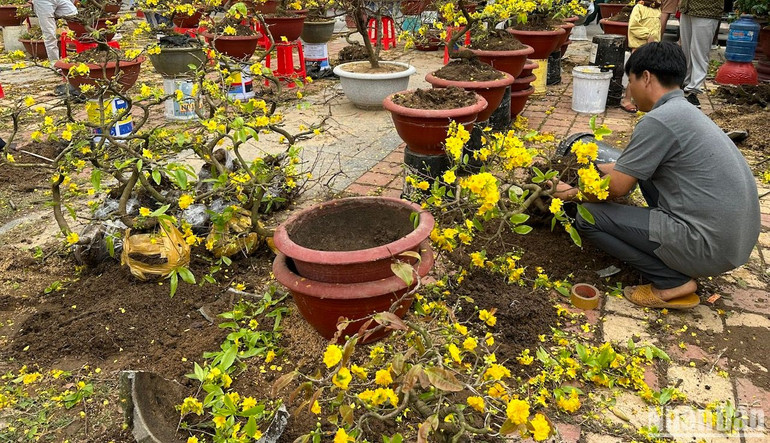 Các chủ mai đành lấy mai ra khỏi chậu, gom gốc mai để vận chuyển về quê. (Ảnh: ANH ĐÀO)