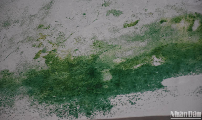 Nhiều mảng tường rêu mốc xanh gây mất mỹ quan khu vực trưng bày, ảnh hưởng tới sức khỏe du khách, cán bộ bảo tàng. (Ảnh ANH ĐÀO)
