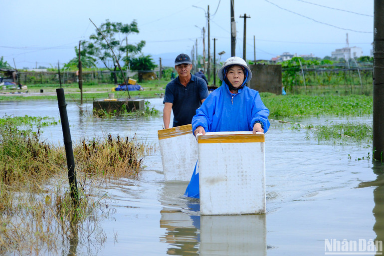 Vợ chồng ông Mai Văn Toàn sử dụng thùng xốp để chuyển rau ra ngoài. (Ảnh: ANH ĐÀO)