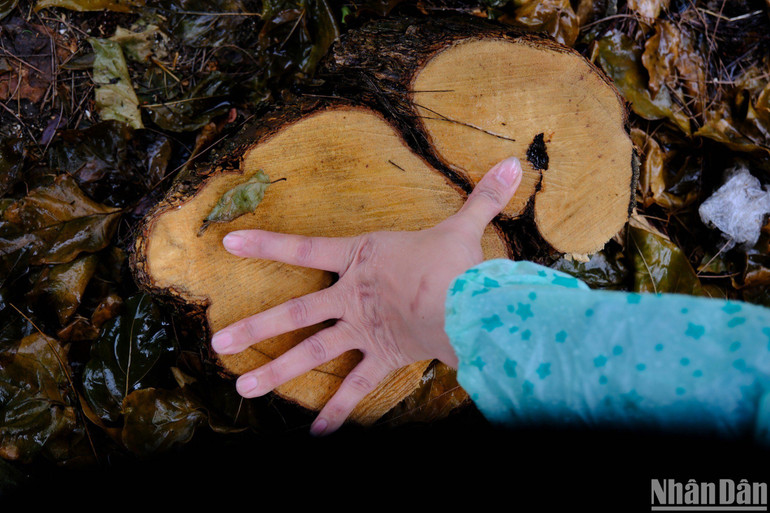 Nhiều cây hoa giấy đường kính 15-20cm bị kẻ gian cưa trộm. Nhiều cây hoa giấy đường kính 15-20cm bị kẻ gian cưa trộm.