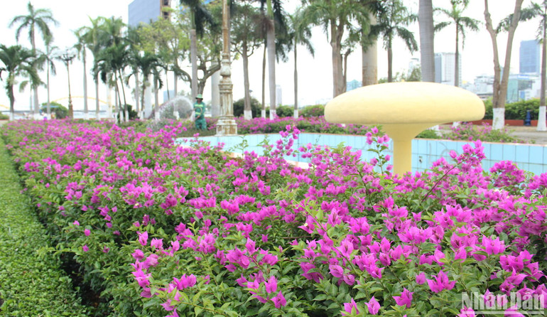 Bồn hoa giấy bung sắc trên đường Trần Hưng Đạo, quận Sơn Trà.
