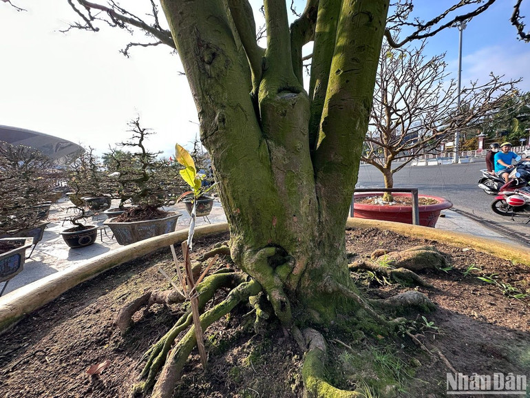 Phần thân mai 5 nhánh vững vàng, chủ vườn mai đặt tên là cây mai Ngũ phúc. (Ảnh ANH ĐÀO)