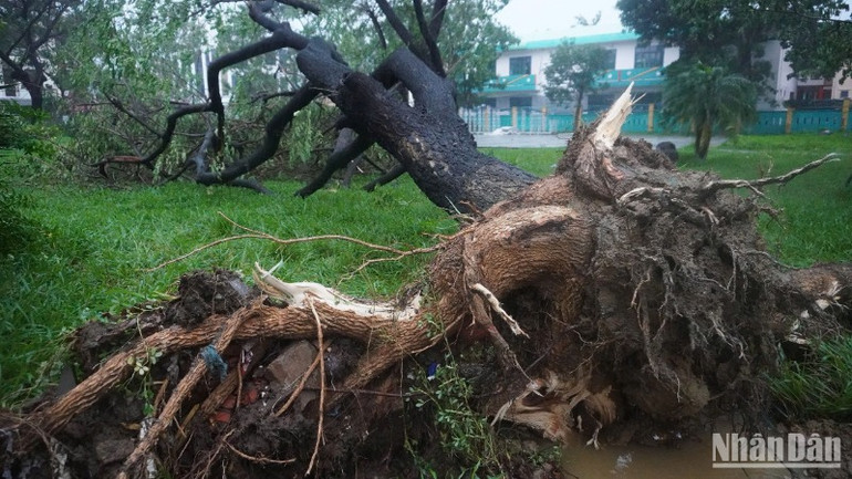Cây xanh bật gốc do gió bão. (Ảnh: ANH ĐÀO)