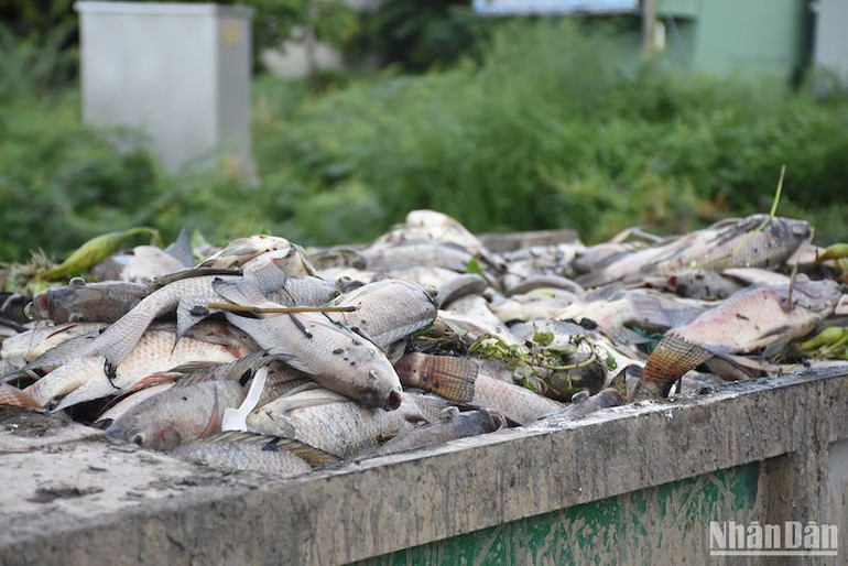 Cá rô phi và nhiều loại cá tự nhiên sống trong hồ điều tiết Hòa Phú - kênh Đa Cô chết trắng.