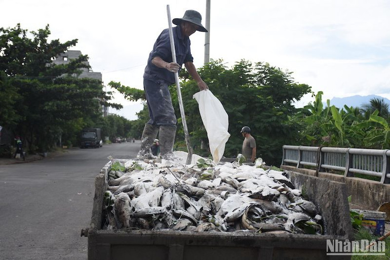 Công nhân xử lý xác cá trước khi vận chuyển về bãi rác tiêu hủy.