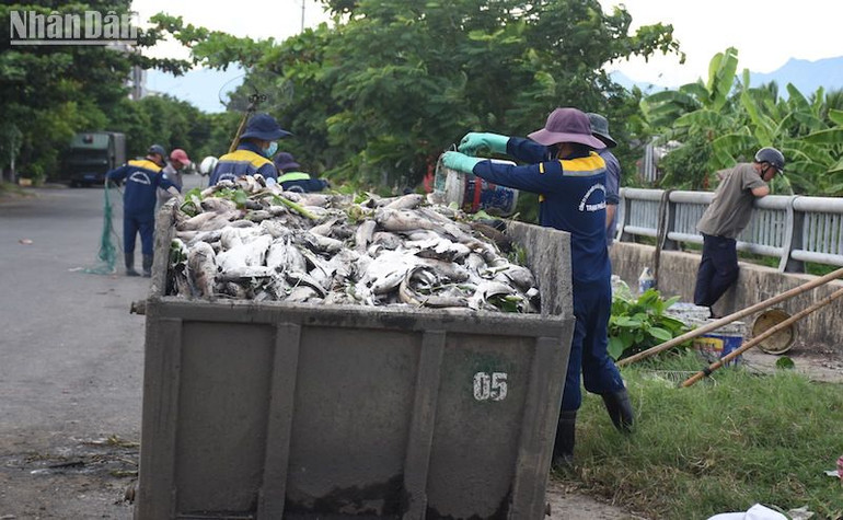 Lượng cá chết đã trục vớt và xử lý, tiêu hủy là gần 7 tấn.