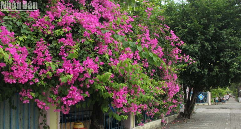 Cây hoa giấy trước Trường tiểu học Hai Bà Trưng, quận Sơn Trà.