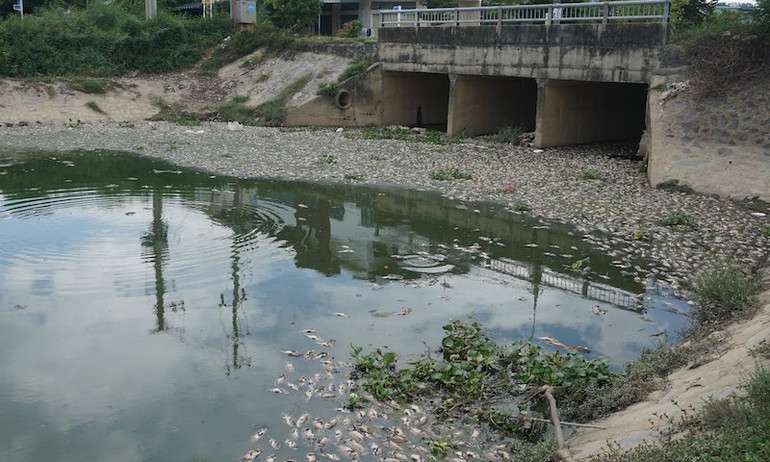 Sáng 14/9, lượng cá chết tiếp tục nổi trắng khu vực hồ điều tiết Hòa Phú.