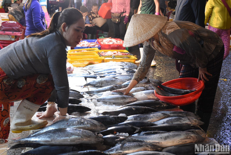 Tiểu thương lựa chọn kỹ từng con cá tươi tại Cảng cá Thọ Quang (Ảnh ANH ĐÀO)