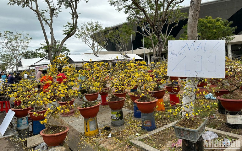 Các chủ vườn mai giảm giá hơn một nửa nhưng không có người mua. (Ảnh: ANH ĐÀO)