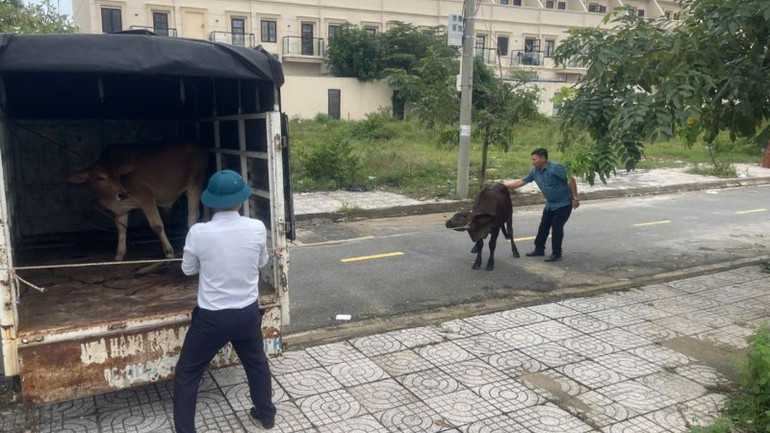 Chính quyền địa phương đã xử lý 8 trường hợp vi phạm, tuy nhiên tình trạng bò thả rông vẫn tiếp diễn.