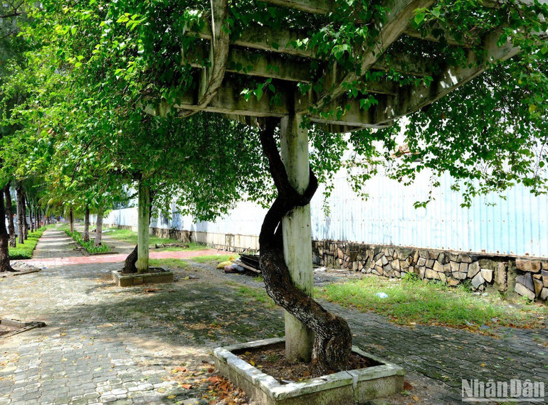 Những cây hoa giấy này hiện đang đứng trước nhiều nguy cơ bị cưa, chặt trộm nếu chính quyền địa phương không có giải pháp kịp thời. (Ảnh chụp sáng ngày 24/10 trên đường Nguyễn Tất Thành, đoạn khu vực quận Thanh Khê, Đà Nẵng) Những cây hoa giấy này hiện đang đứng trước nhiều nguy cơ bị cưa, chặt trộm nếu chính quyền địa phương không có giải pháp kịp thời. (Ảnh chụp sáng ngày 24/10 trên đường Nguyễn Tất Thành, đoạn khu vực quận Thanh Khê, Đà Nẵng)