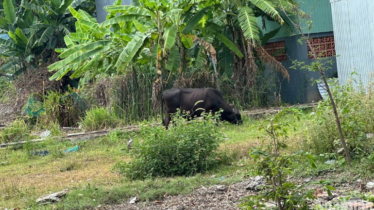Bò thả tự do trong lô đất trống trên đường Đào Ngọc Chua, trưa ngày 12/5. (Ảnh: ANH ĐÀO)