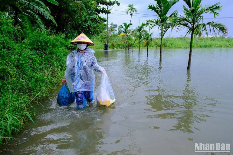 Đường vào làng rau ngập trong nước lũ. (Ảnh: ANH ĐÀO)
