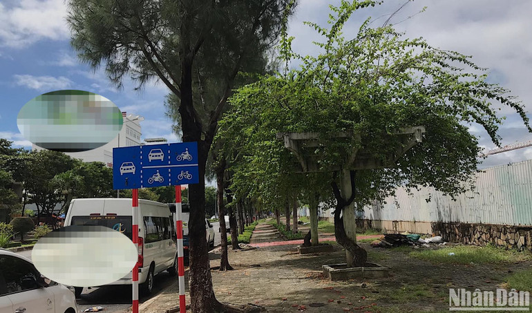 Số cây hoa giấy lớn và đẹp như thế này trên đường Nguyễn Tất Thành hiện còn rất ít và đứng trước nhiều nguy cơ bị cưa, chặt trộm lúc nào không hay. (Ảnh chụp sáng ngày 24/10) Số cây hoa giấy lớn và đẹp như thế này trên đường Nguyễn Tất Thành hiện còn rất ít và đứng trước nhiều nguy cơ bị cưa, chặt trộm lúc nào không hay. (Ảnh chụp sáng ngày 24/10)