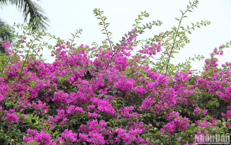 Hoa giấy tháng Tư tại thành phố biển.