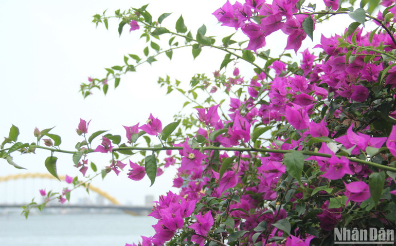 Loài hoa chịu được thời tiết khắc nghiệt và rất đẹp trong trời nắng gắt. Cây hoa giấy trước Trường tiểu học Hai Bà Trưng, quận Sơn Trà.